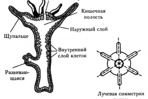 Кракен ссылка на тор официальная онион