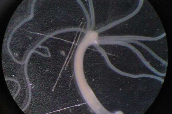 Kraken ссылка kraken clear com